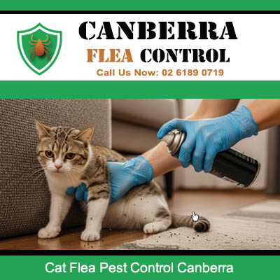 Licensed technician performing cat flea treatment and removal service in Canberra area