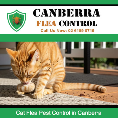 Cat with flea problem needing professional flea control services in Canberra area