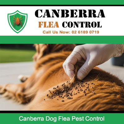 Dog flea pest control specialist checking pet for flea problem in Canberra
