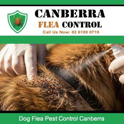 Close up of dog flea treatment and removal service being performed in Canberra