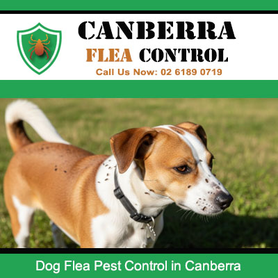 Pet dog with flea infestation requiring professional flea removal in Canberra