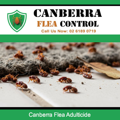 Dead fleas after professional adulticide treatment and pest control in Canberra home