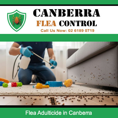Flea control technician using adulticide product on surfaces in Canberra residence