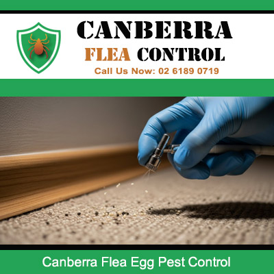 Pest control technician removing flea eggs from carpet using specialized tool in Canberra
