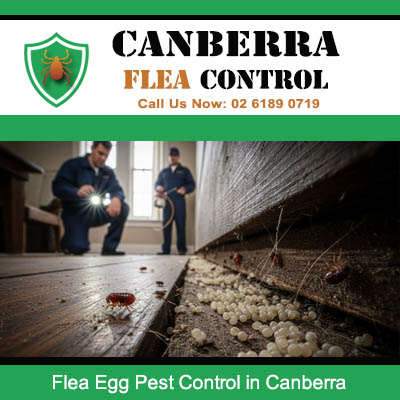 Professional pest control team treating severe flea egg infestation in Canberra property