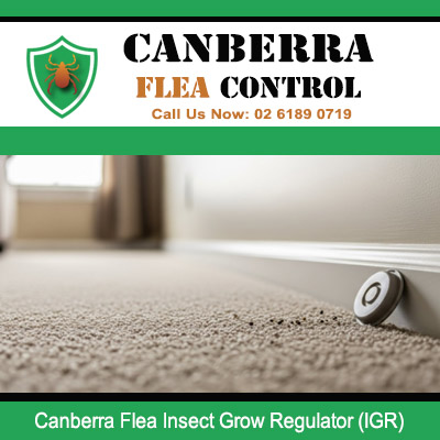 Insect growth regulator canister used for flea prevention treatment in Canberra home