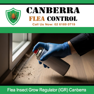 Technician spraying IGR product for long term flea control solution in Canberra residence