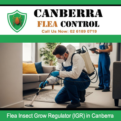Expert technicians using insect growth regulator for flea control service in Canberra